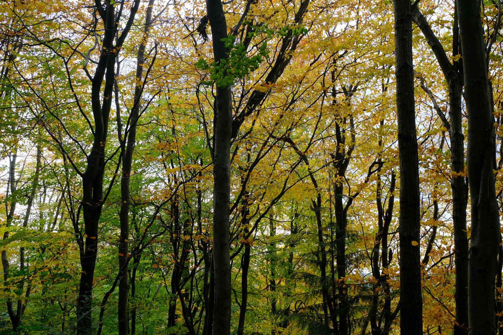 Woods