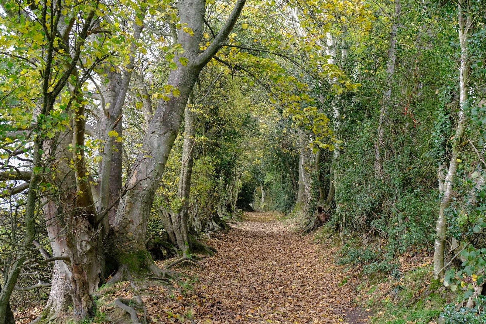 Trees