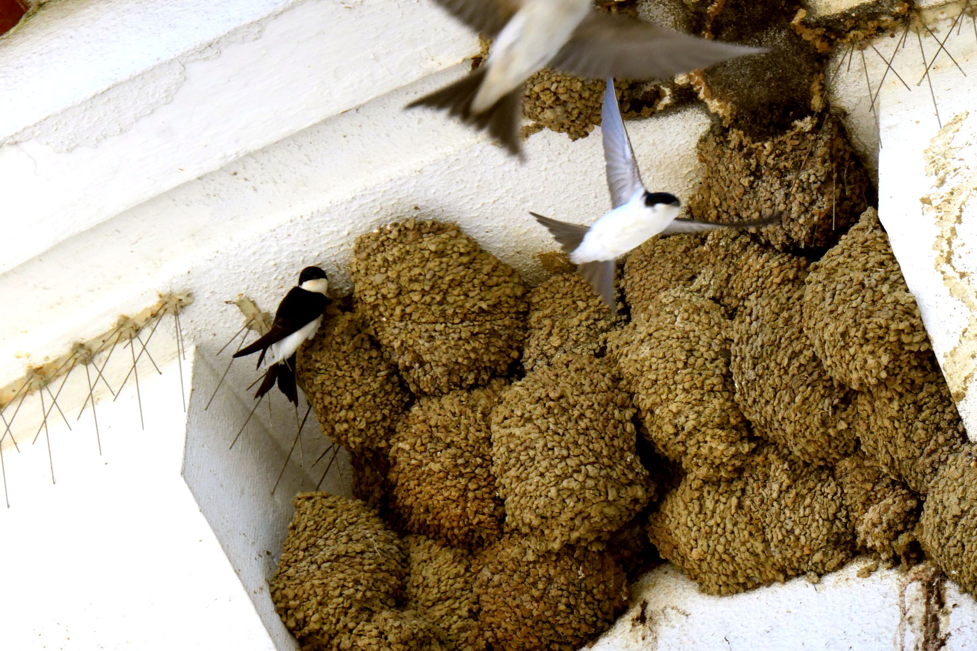 P1066909_edit_crop_scale_80